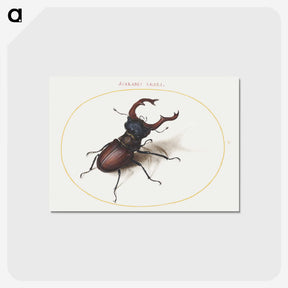 1-15_Joris-Hoefnagel_postcard