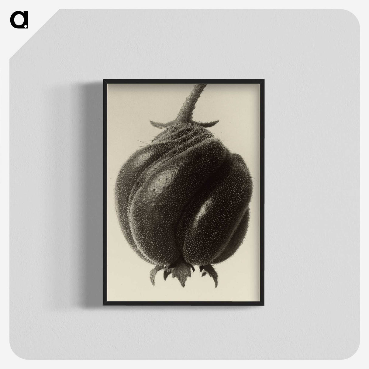 1-15_Karl-Blossfeldt_blk-crop