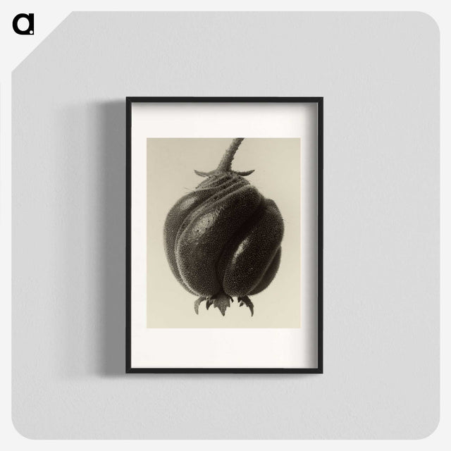 1-15_Karl-Blossfeldt_blk