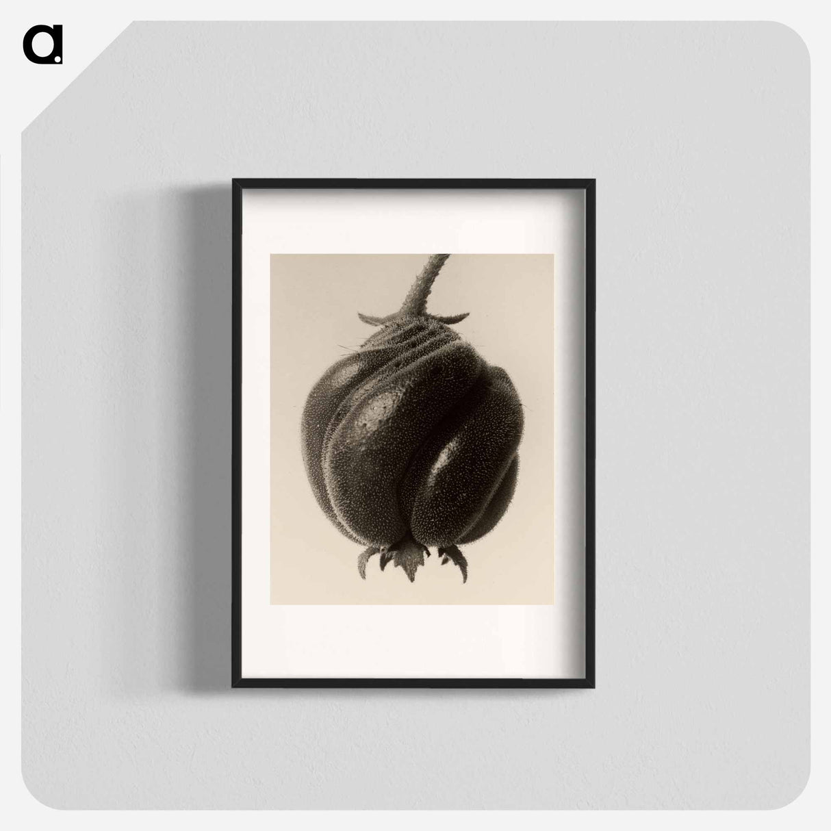 Blumenbachia hieronymi - Karl Blossfeldt Poster.