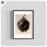 Blumenbachia hieronymi - Karl Blossfeldt Poster.