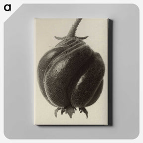 1-15_Karl-Blossfeldt_canvas