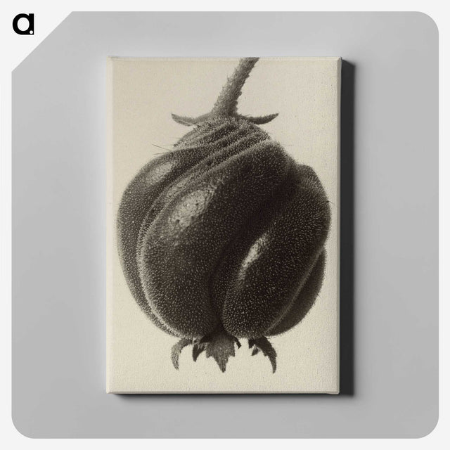 1-15_Karl-Blossfeldt_canvas