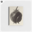 1-15_Karl-Blossfeldt_memo