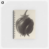 1-15_Karl-Blossfeldt_memo