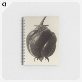 1-15_Karl-Blossfeldt_memo