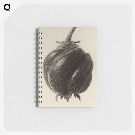 1-15_Karl-Blossfeldt_memo