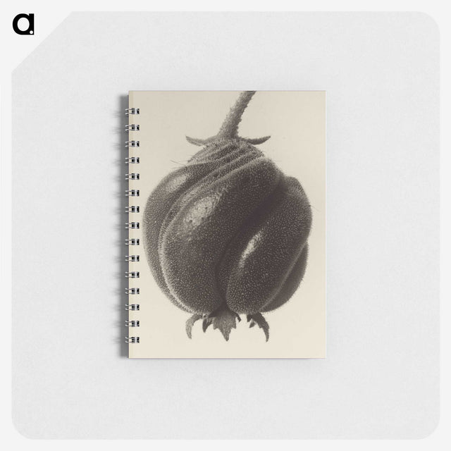 1-15_Karl-Blossfeldt_memo