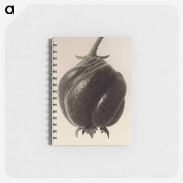 Blumenbachia hieronymi - カール ブロスフェルト Memo.