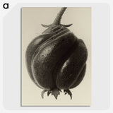 1-15_Karl-Blossfeldt_picture-crop