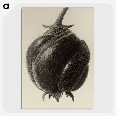 1-15_Karl-Blossfeldt_picture-crop