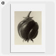 1-15_Karl-Blossfeldt_picture