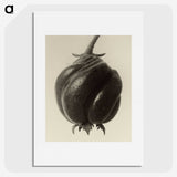 1-15_Karl-Blossfeldt_picture