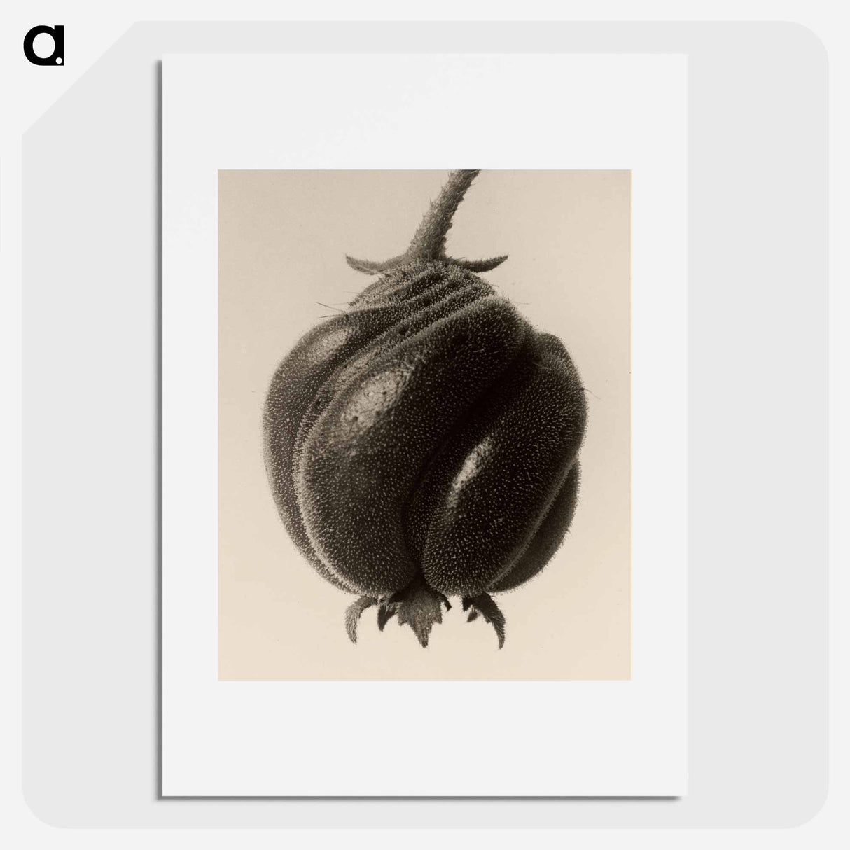 Blumenbachia hieronymi - Karl Blossfeldt Poster.