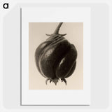 Blumenbachia hieronymi - Karl Blossfeldt Poster.