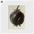 1-15_Karl-Blossfeldt_postcard