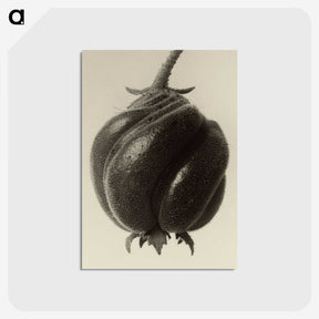 1-15_Karl-Blossfeldt_postcard