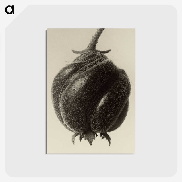 1-15_Karl-Blossfeldt_postcard