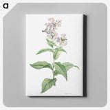 1-15_La-Botanique_canvas
