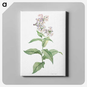 1-15_La-Botanique_canvas
