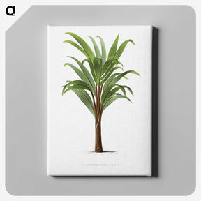 1-15_Les-Palmiers-Histoire-Iconographique_canvas