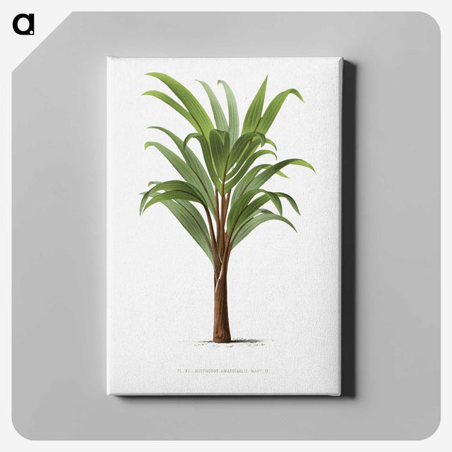 1-15_Les-Palmiers-Histoire-Iconographique_canvas