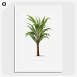 1-15_Les-Palmiers-Histoire-Iconographique_picture