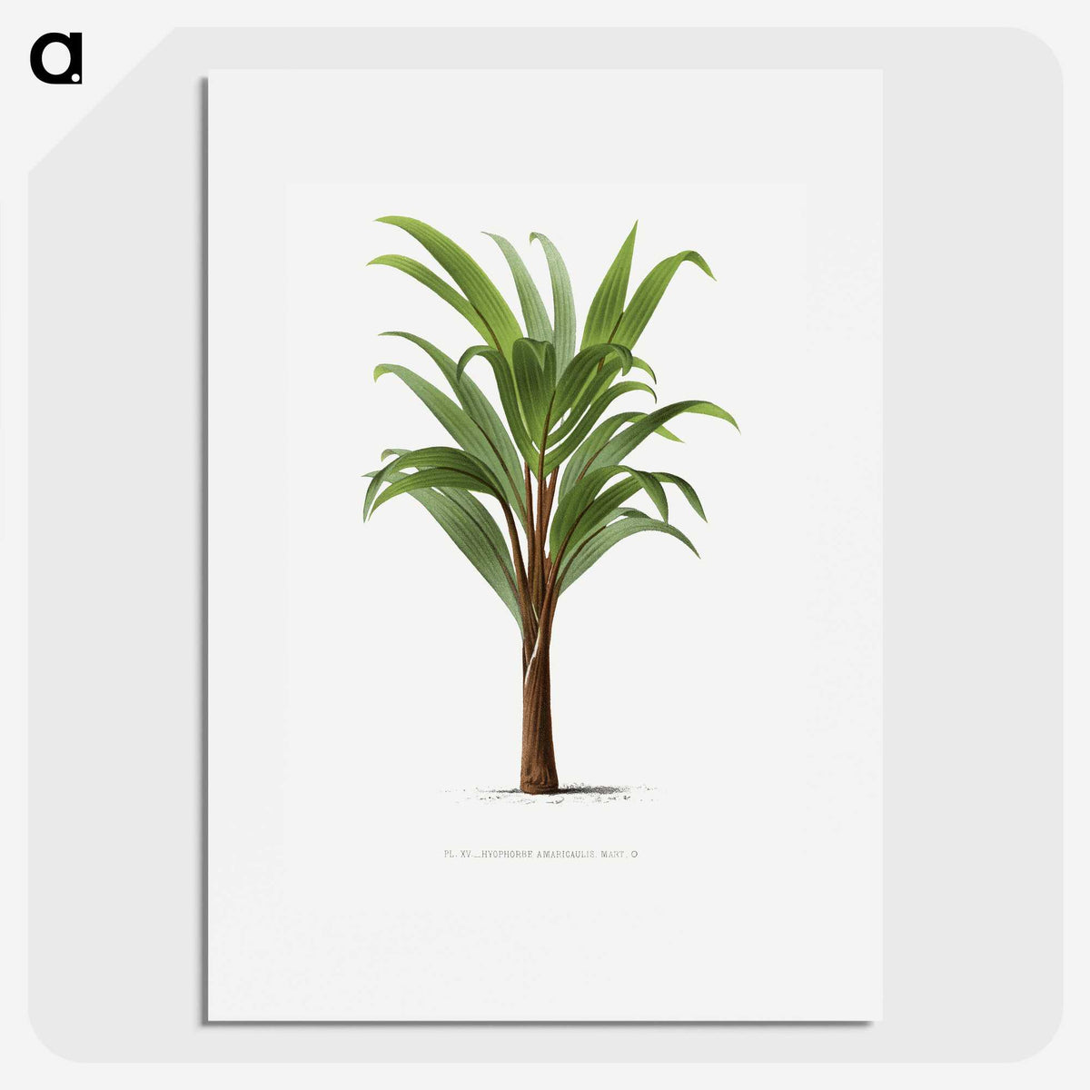 1-15_Les-Palmiers-Histoire-Iconographique_picture