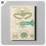 アートパネル-Indian and Pacific Ocean Fish
 - ルイ ルナール Canvas.