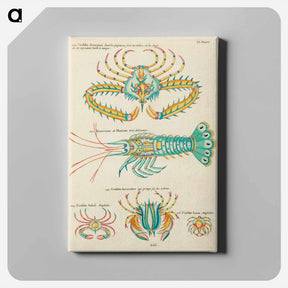 アートパネル-Indian and Pacific Ocean Fish
 - ルイ ルナール Canvas.