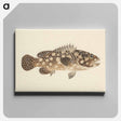 アートパネル-Unidentified Fish
 - ルイージ バルガーニ Canvas.