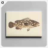 アートパネル-Unidentified Fish
 - ルイージ バルガーニ Canvas.