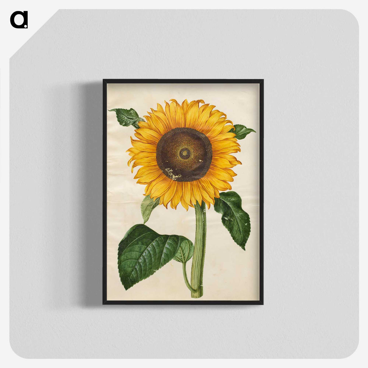 1-15_Maria-Sibylla-Merian_blk-crop