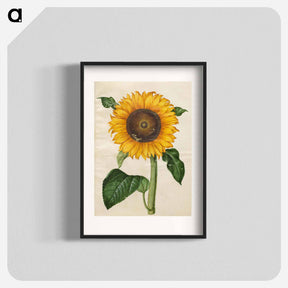 アートポスター-Helianthus annuus
 - マリア ジビーラ メーリアン Poster.