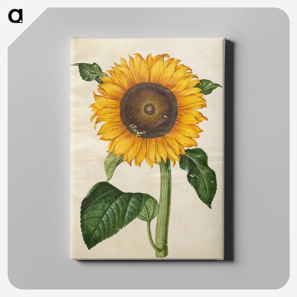 1-15_Maria-Sibylla-Merian_canvas