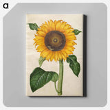アートパネル-Helianthus annuus
 - マリア ジビーラ メーリアン Canvas.