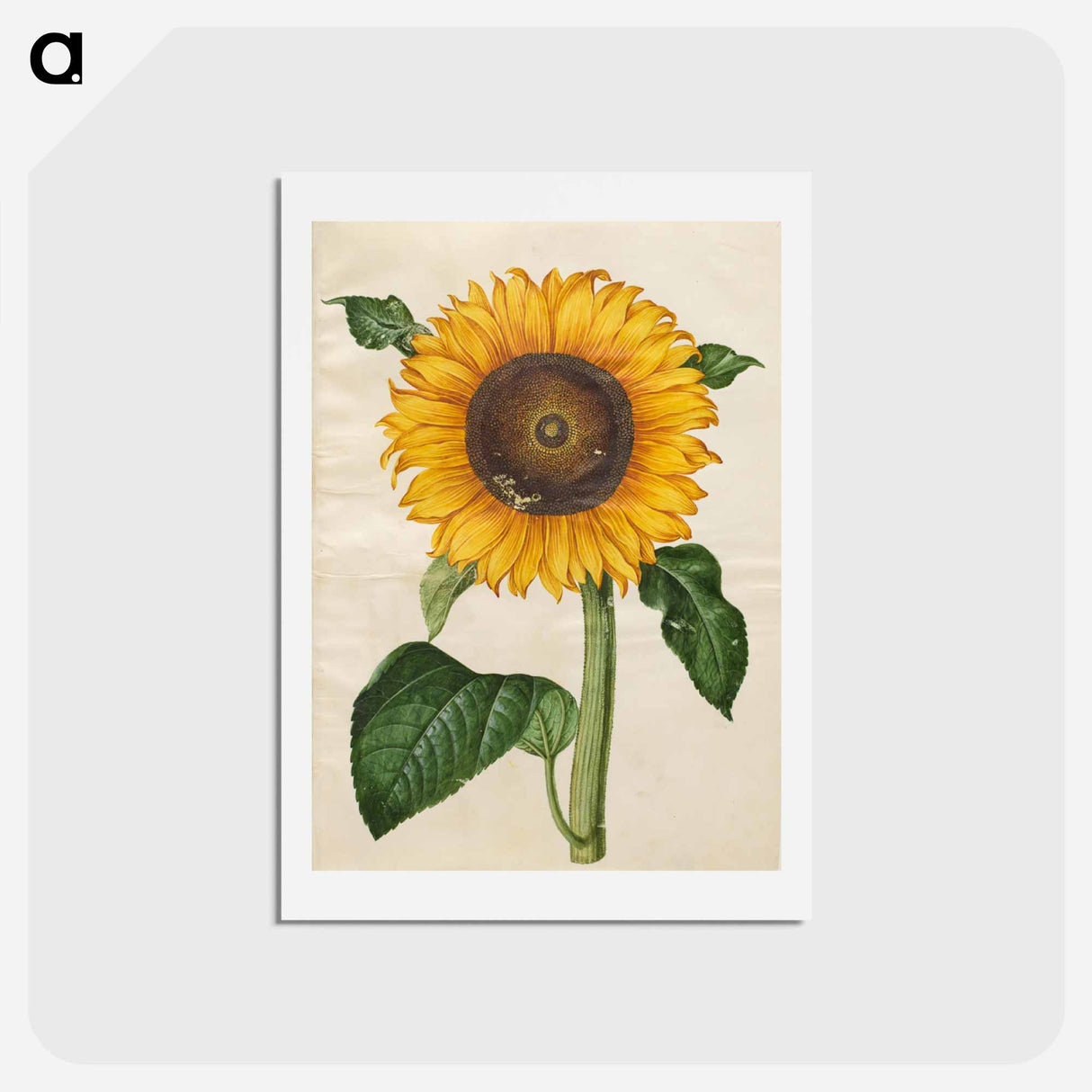 アートポストカード-Helianthus annuus
 - マリア ジビーラ メーリアン Postcard.