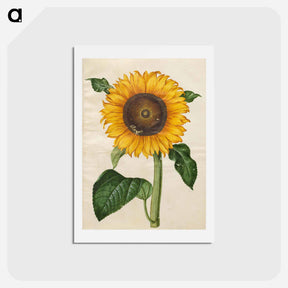 アートポストカード-Helianthus annuus
 - マリア ジビーラ メーリアン Postcard.