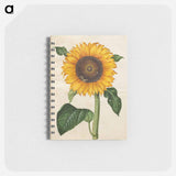 アートメモ帳-Helianthus annuus
 - マリア ジビーラ メーリアン Memo.