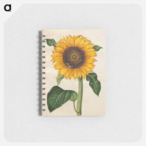 アートメモ帳-Helianthus annuus
 - マリア ジビーラ メーリアン Memo.