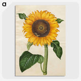 1-15_Maria-Sibylla-Merian_picture-crop