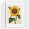 1-15_Maria-Sibylla-Merian_picture