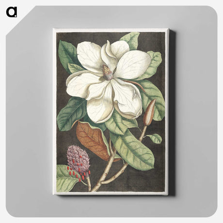 1-15_Mark-Catesby_canvas