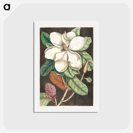 アートポストカード-Laurel Tree
 - マーク ケイツビー Postcard.