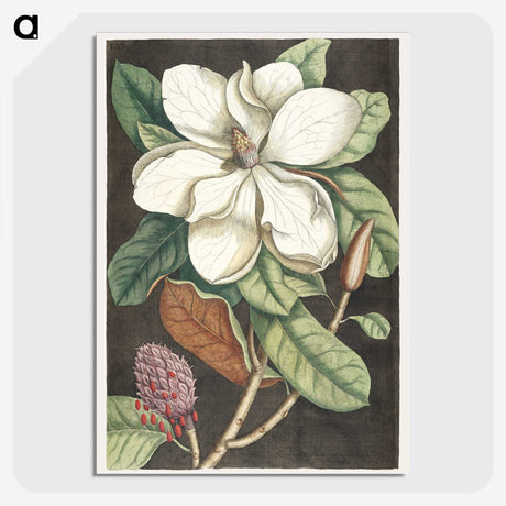 1-15_Mark-Catesby_picture-crop