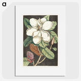 1-15_Mark-Catesby_picture