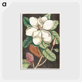 アートポストカード-Laurel Tree
 - マーク ケイツビー Postcard.