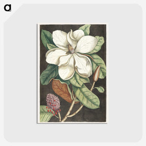 1-15_Mark-Catesby_postcard