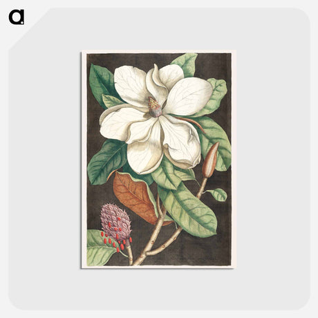 アートポストカード-Laurel Tree
 - マーク ケイツビー Postcard.