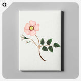 1-15_Mary-Altha-Nims_canvas